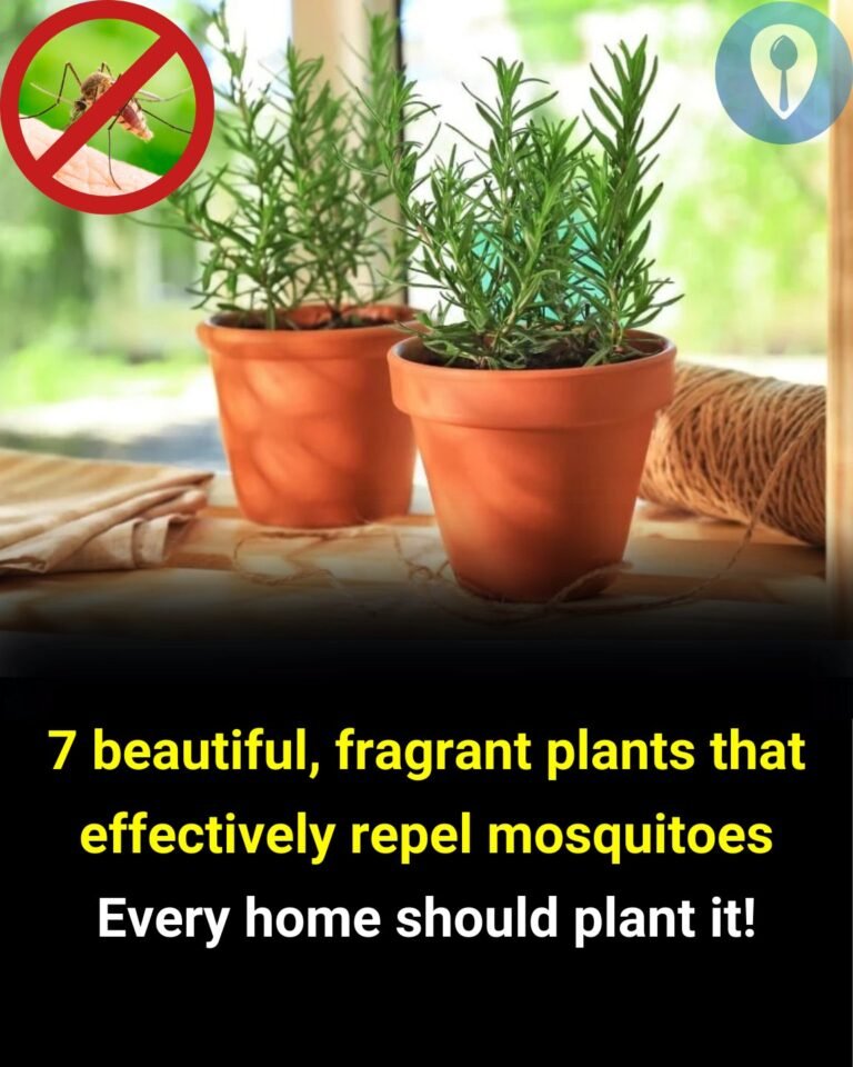 fragrant plants