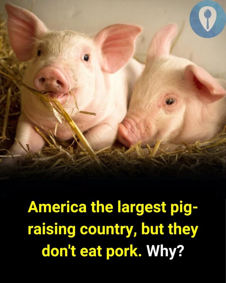 USA Pig Farming Industry